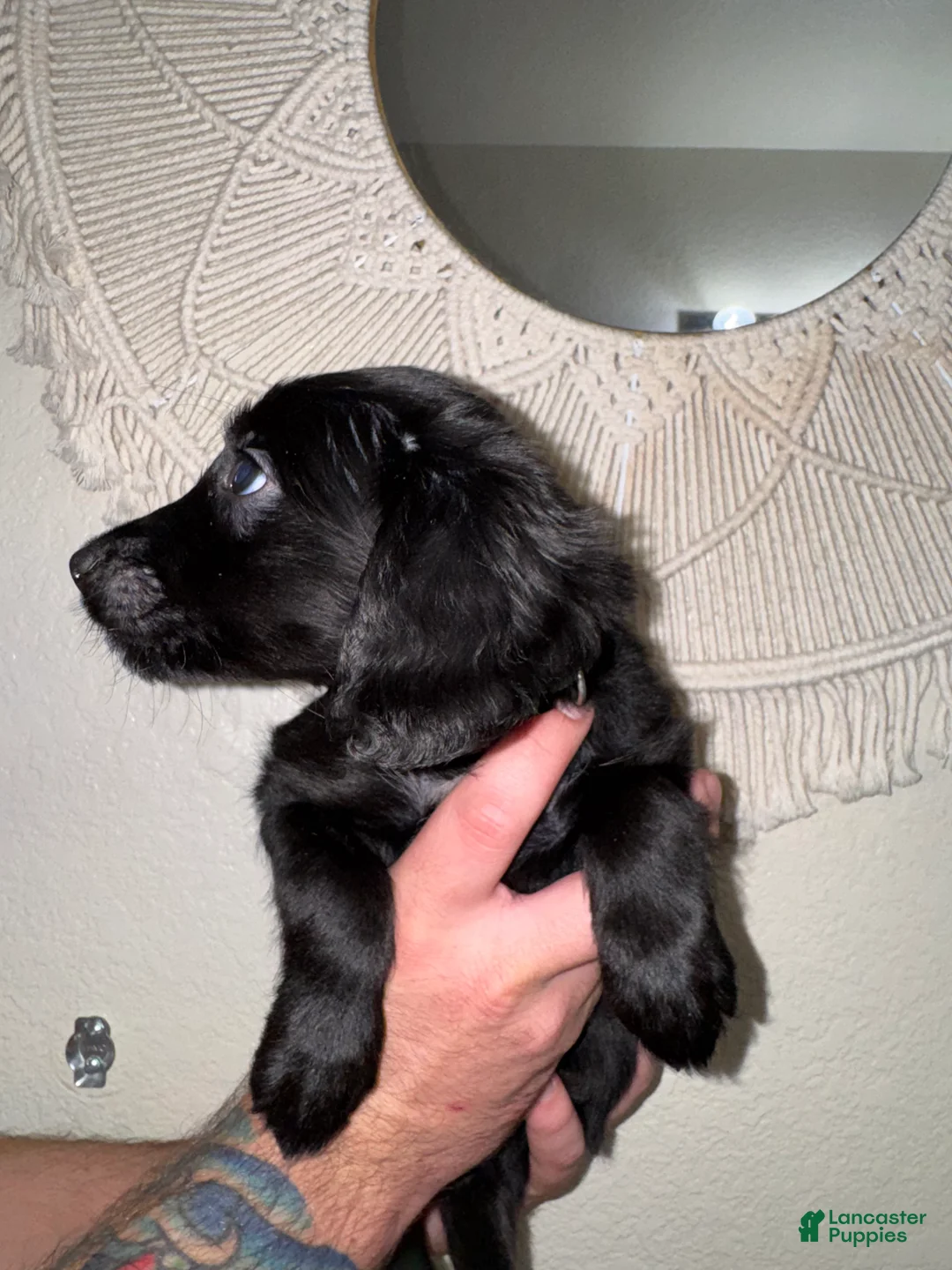 Mixed Breed dogs for sale: Green - Ad 2
