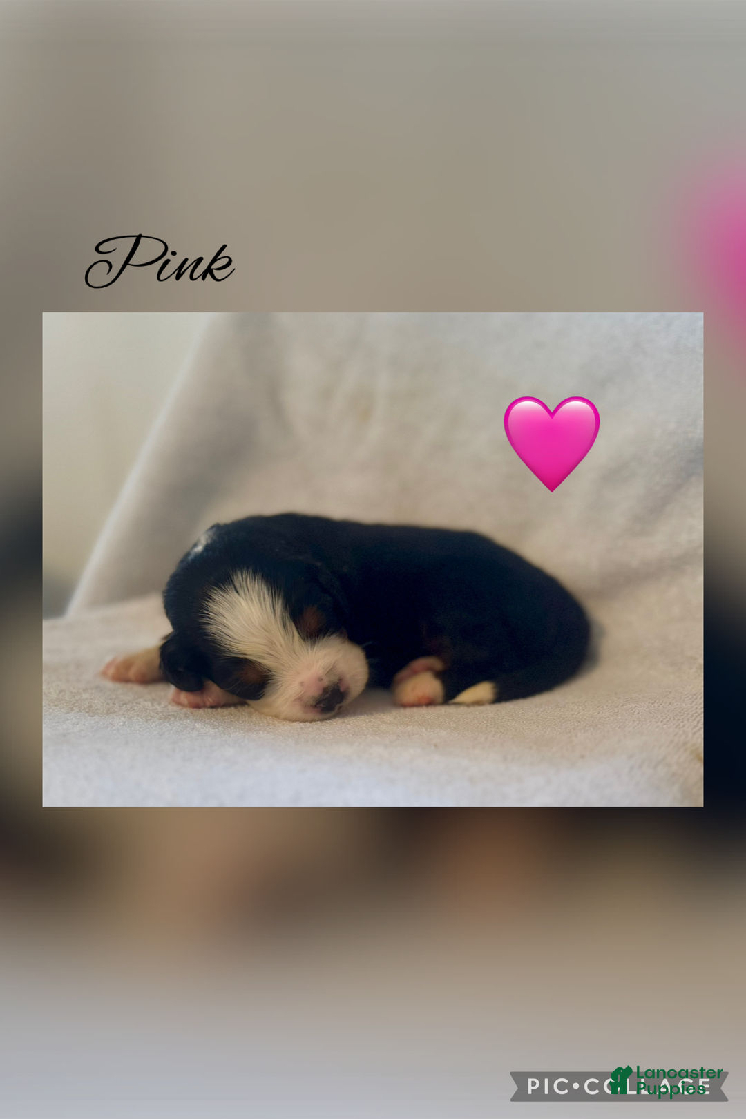 Bernese Mountain Dog dogs for sale: Duchess - Ad 6