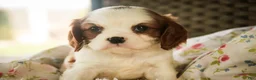 Cavalier King Charles Spaniel dogs for sale: Dandelion - Ad 6