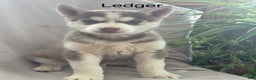 Siberian Husky dogs for sale: Ledger - Ad 5