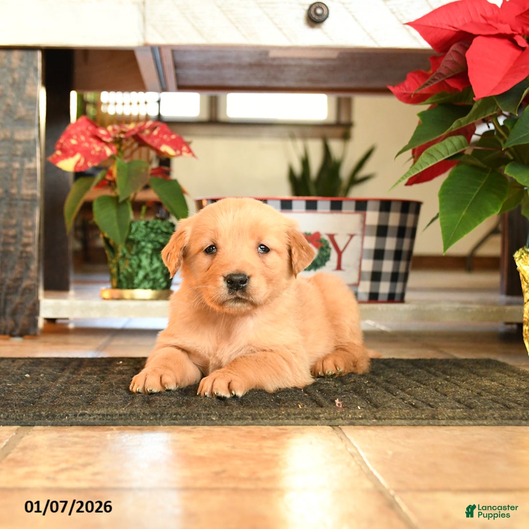 Golden Retriever dogs for sale: Rebekah - Ad 1