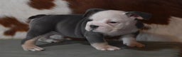 English Bulldog dogs for sale: BREE, FEMALE BLUE TRI - Ad 6