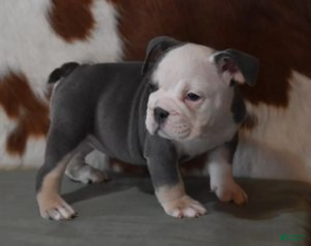 English Bulldog dogs for sale: BREE, FEMALE BLUE TRI - Ad 6