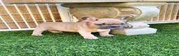 French Bulldog dogs for sale: Prince - Ad 10
