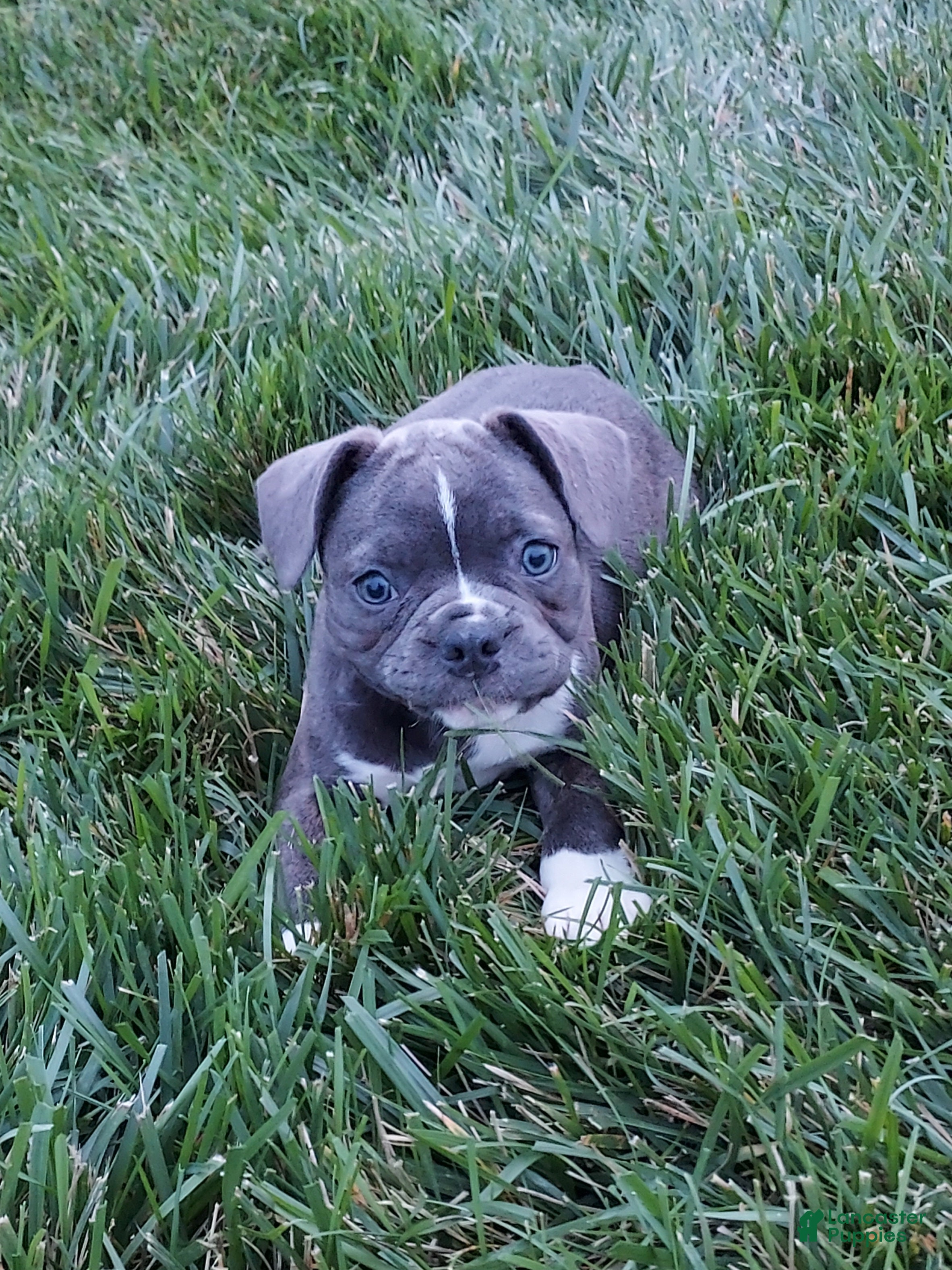 Frenchton dogs Prince - Ad 1