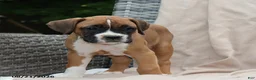 Boxer dogs for sale: Queenie - Ad 5