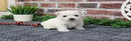 West Highland Terrier dogs for sale: Oscar  - Ad 3
