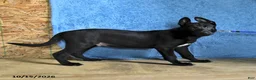 Belgian Malinois dogs for sale: Mooney - Ad 7