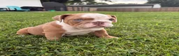 Mixed Breed dogs for sale: Lucy - Ad 3