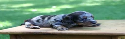 Miniature Dachshund dogs for sale: Mini Dachshund: Kevin - Ad 6