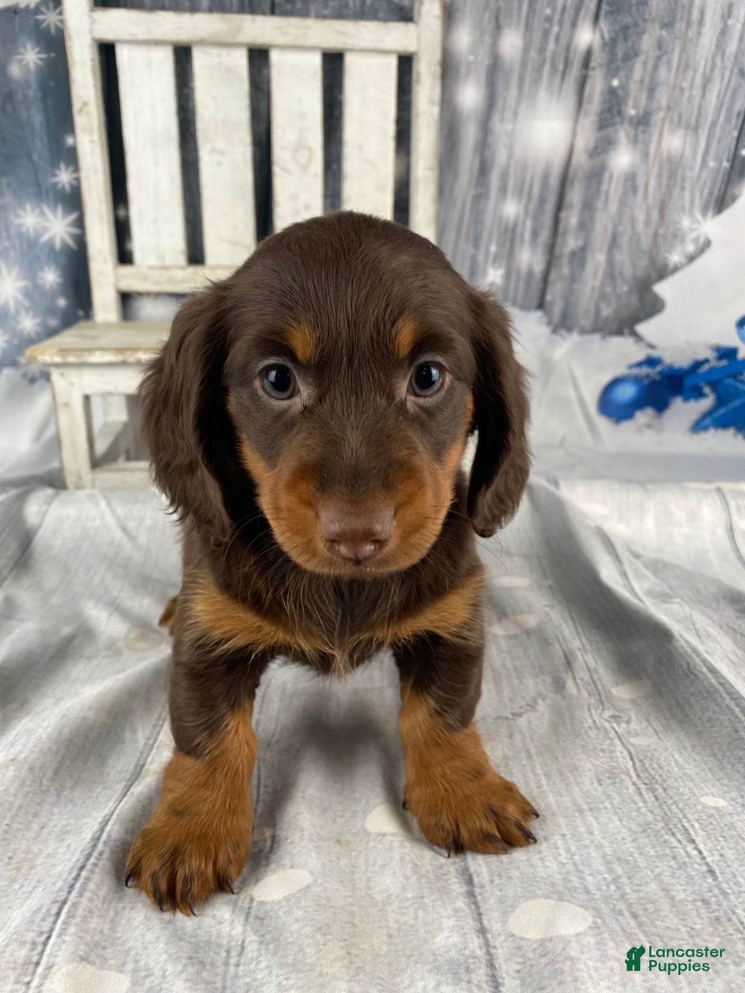 Miniature Dachshund dogs for sale: Lexi - Ad 9