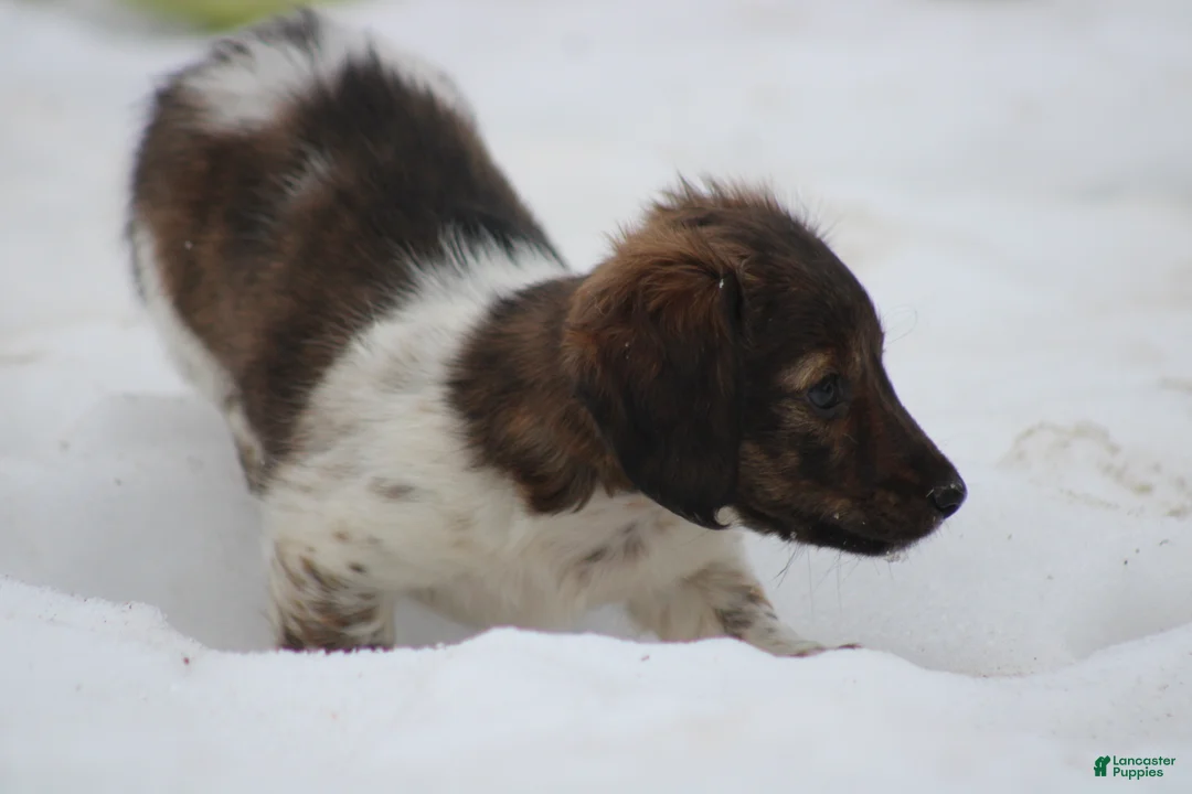Miniature Dachshund dogs for sale: Bonita - Ad 15