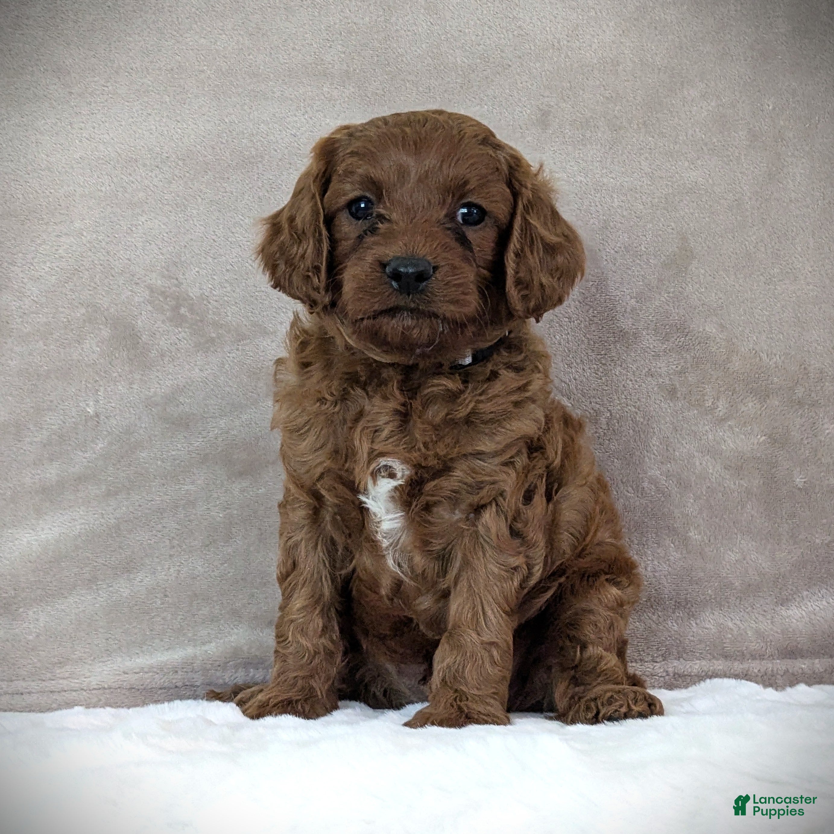 Cavapoo dogs Rusty - Ad 1