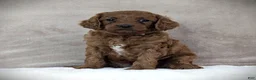 Cavapoo dogs for sale: Rusty - Ad 1