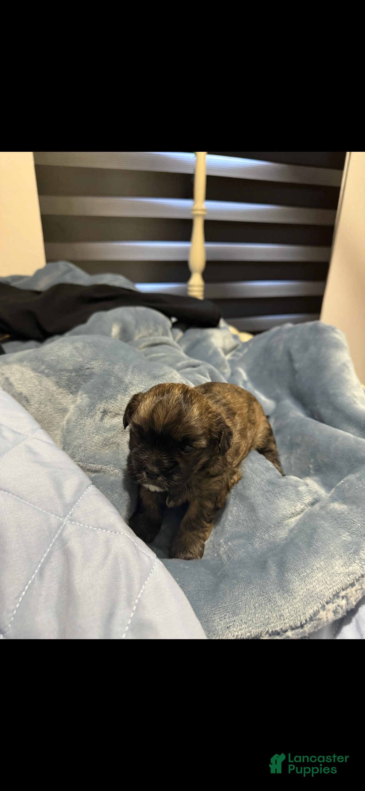 Shorkie dogs Shorkie Puppy 1 - Ad 2