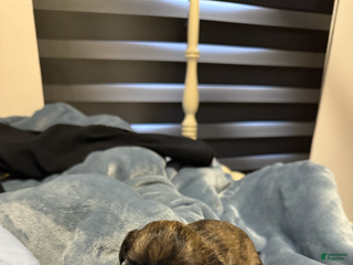 Shorkie dogs Shorkie Puppy 1 - Ad 34