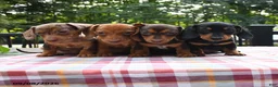 Miniature Dachshund dogs for sale: Pretzel - Ad 3