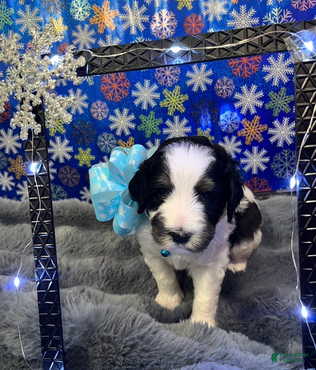 Bernedoodle dogs for sale: Rain - Ad 2