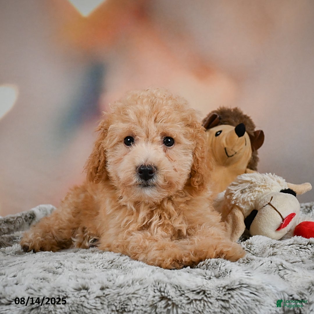 Bichpoo dogs for sale: Jessica - Ad 11