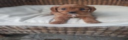 Cavapoo dogs for sale: Pearl  - Ad 2