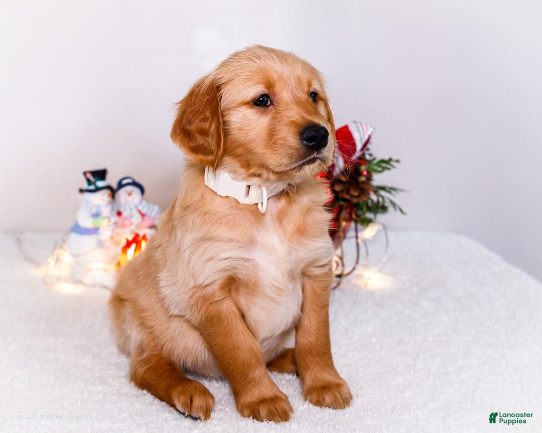 Golden Retriever dogs for sale: Goldie - Ad 4