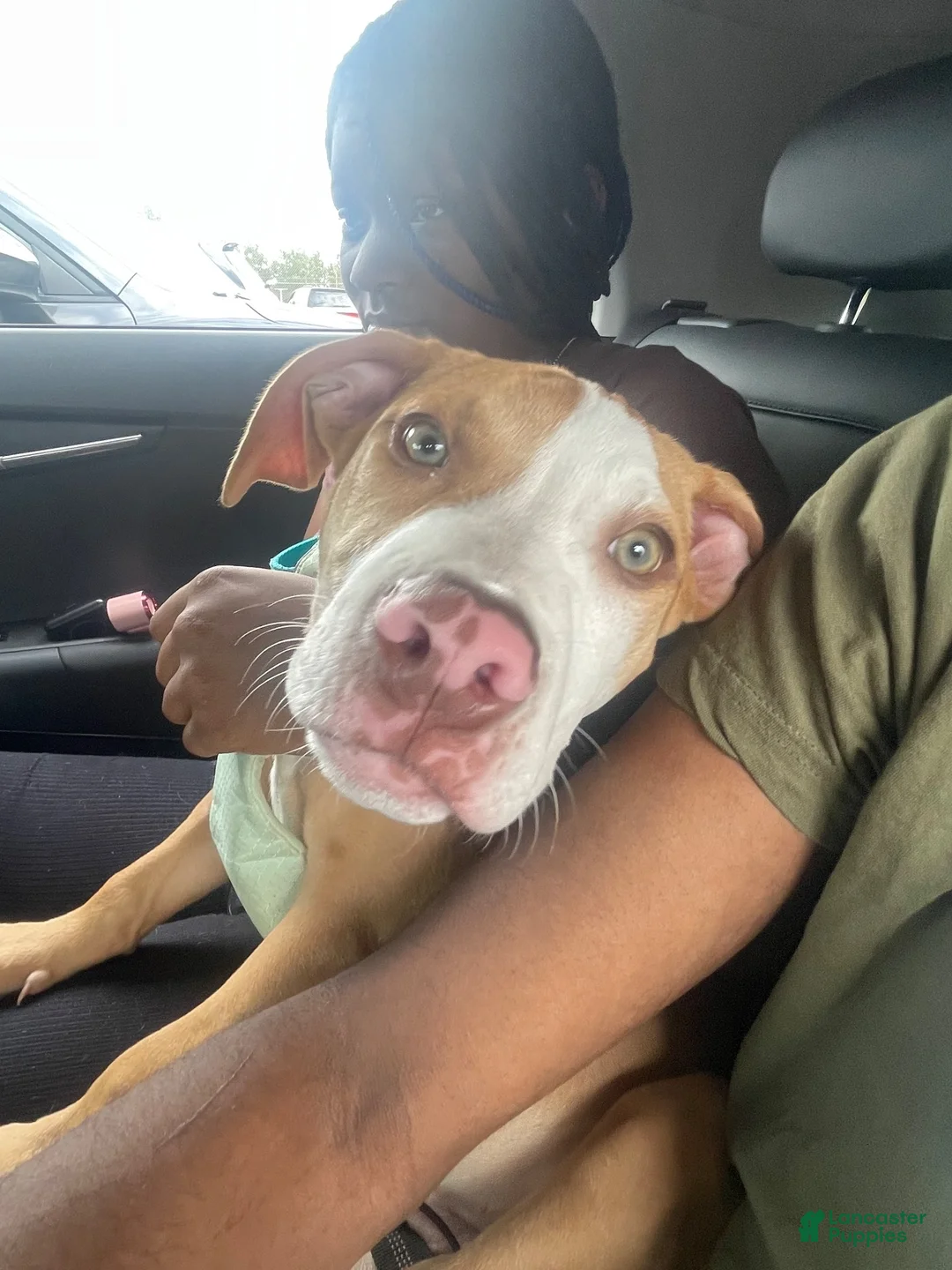 American Pit Bull Terrier dogs for sale: American Pit Bull Terrier 1 - Ad 1