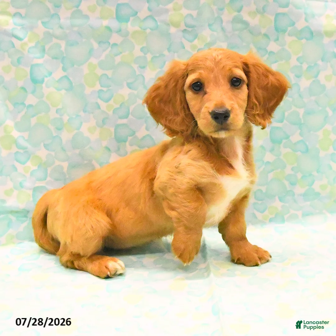 Dachshund dogs for sale: Coffee - Ad 1