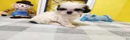 Teddy Bear dogs for sale: Crosby - Ad 16