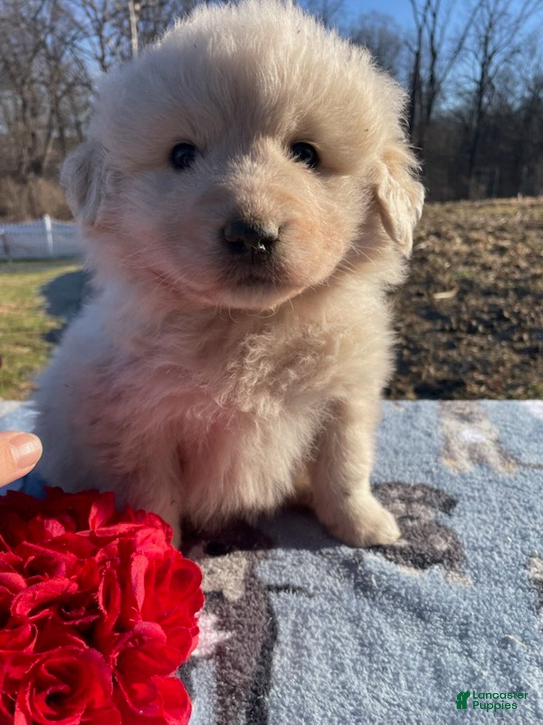 Great Pyrenees dogs for sale: Fonzie - Ad 4