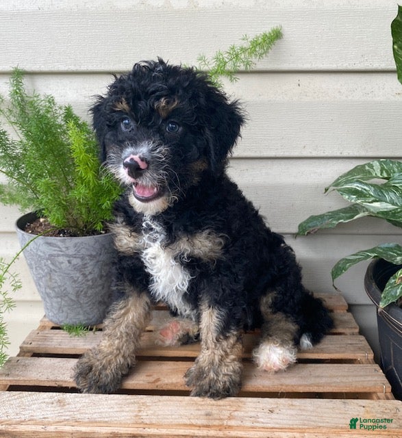 Mini Bernedoodle dogs Baxter- mini/medium - Ad 2