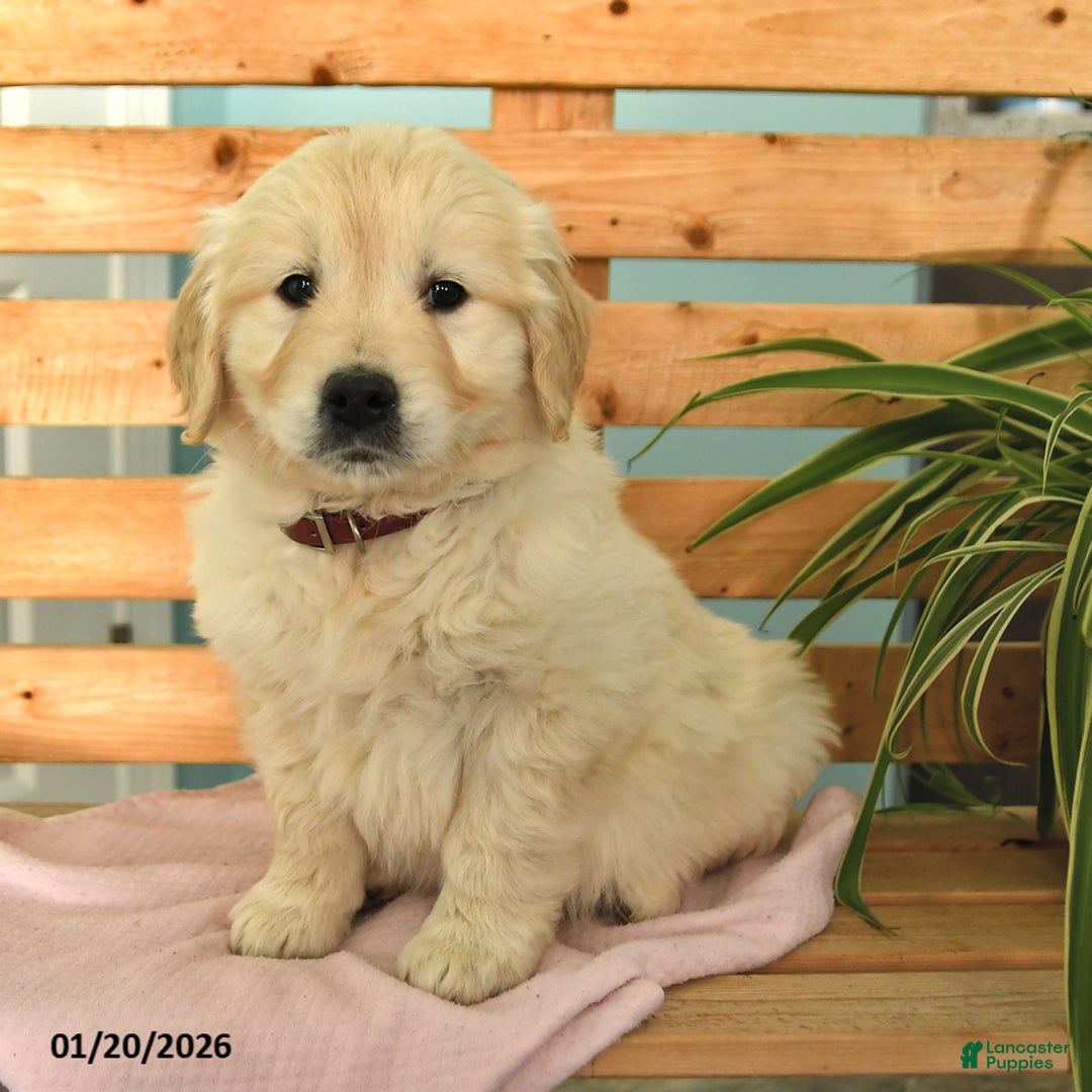 Golden Retriever dogs for sale: Karlee - Ad 2