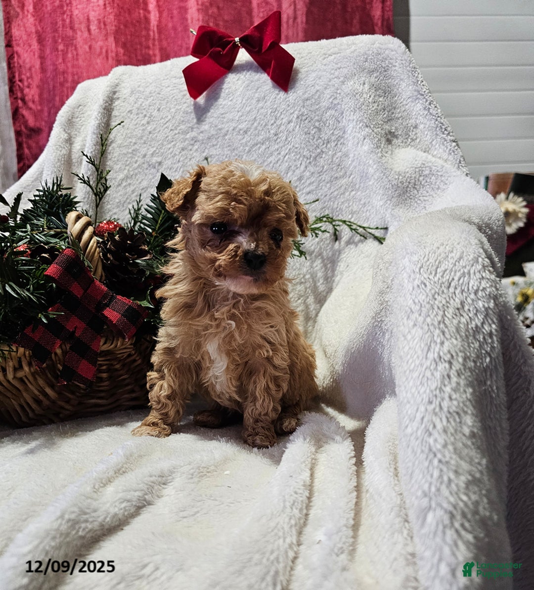 Havapoo dogs for sale: Suzie - Ad 2