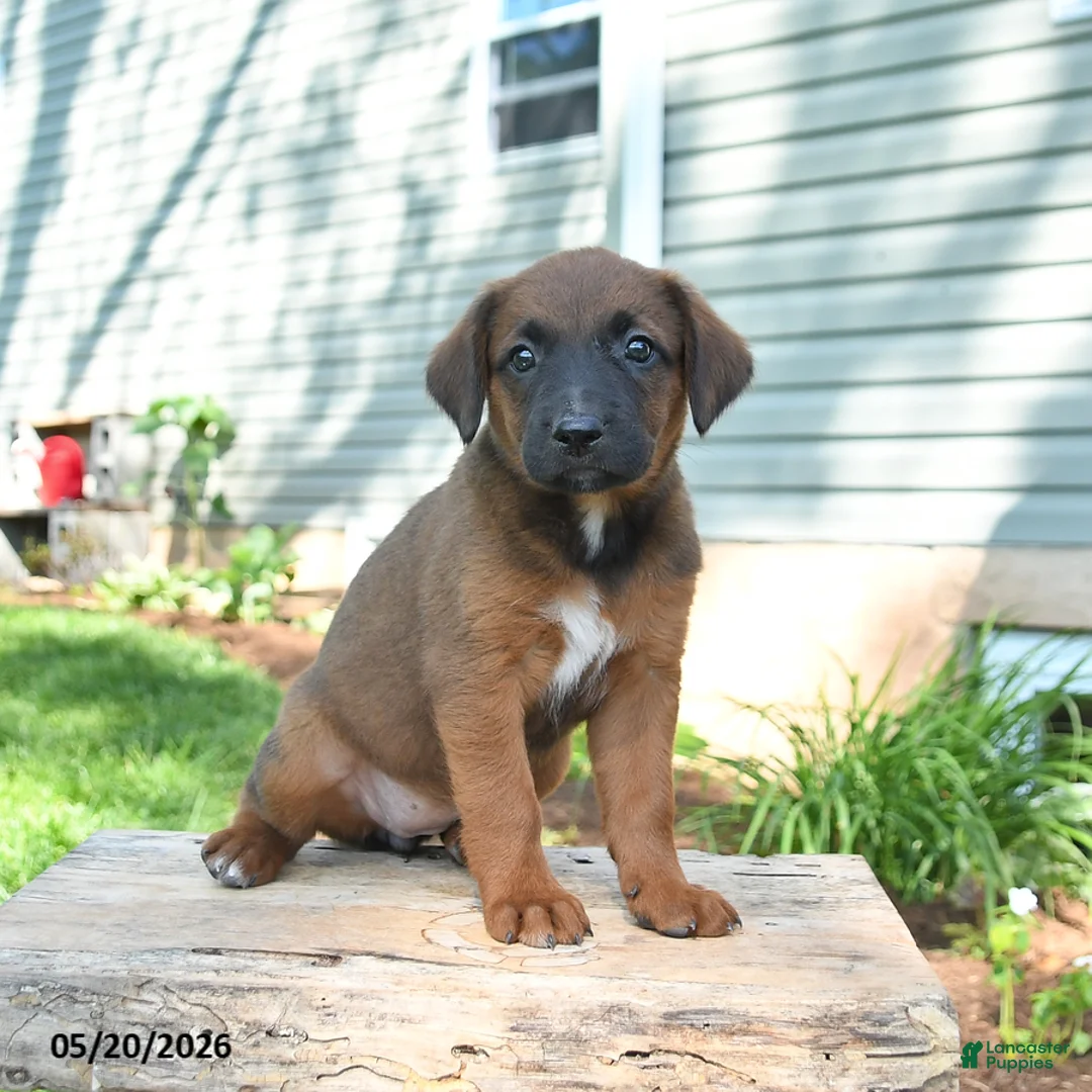 Mixed Breed dogs for sale: Stella - Ad 1