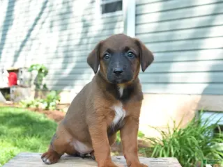 Mixed Breed dogs for sale: Stella - Ad 4