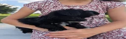 Chipoo dogs for sale: Eric - Ad 4