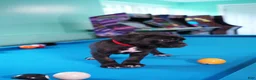 Cane Corso dogs for sale: Harley Quinn  - Ad 4