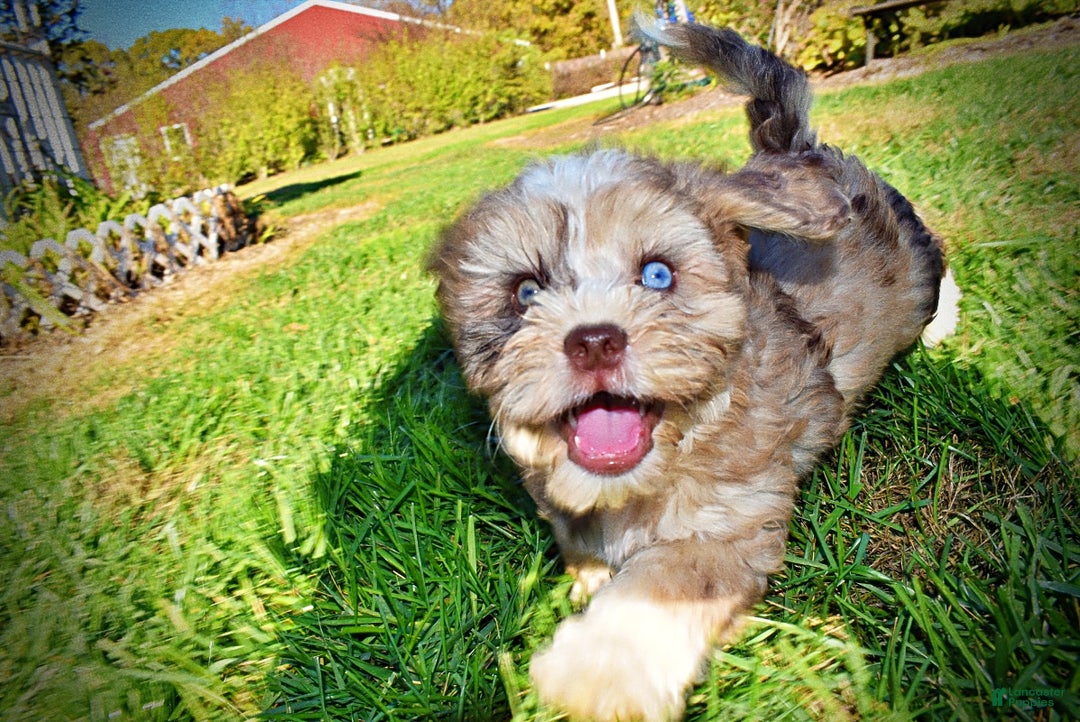 Havapoo dogs for sale: Jasper - Ad 17