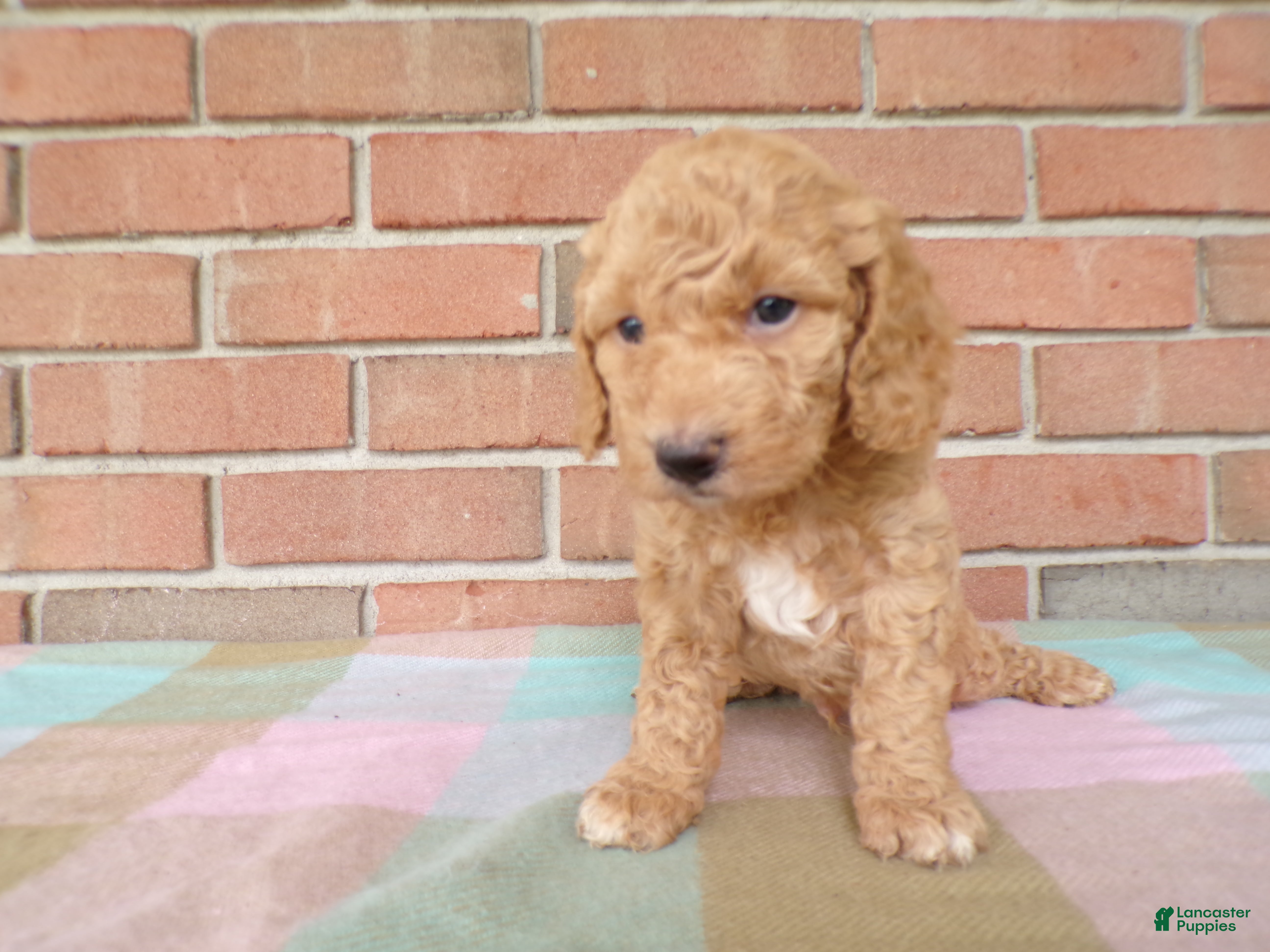 Cockapoo dogs Chandler - Ad 1