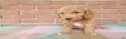 Cockapoo dogs for sale: Chandler - Ad 1