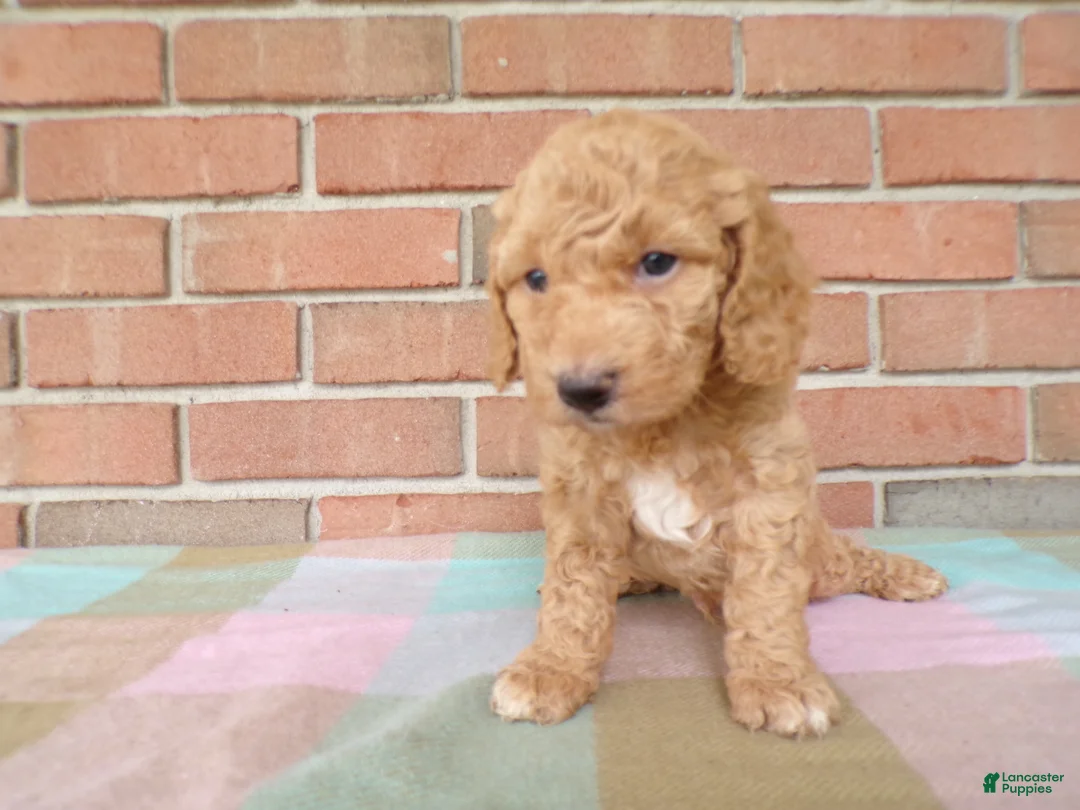 Cockapoo dogs for sale: Chandler - Ad 1