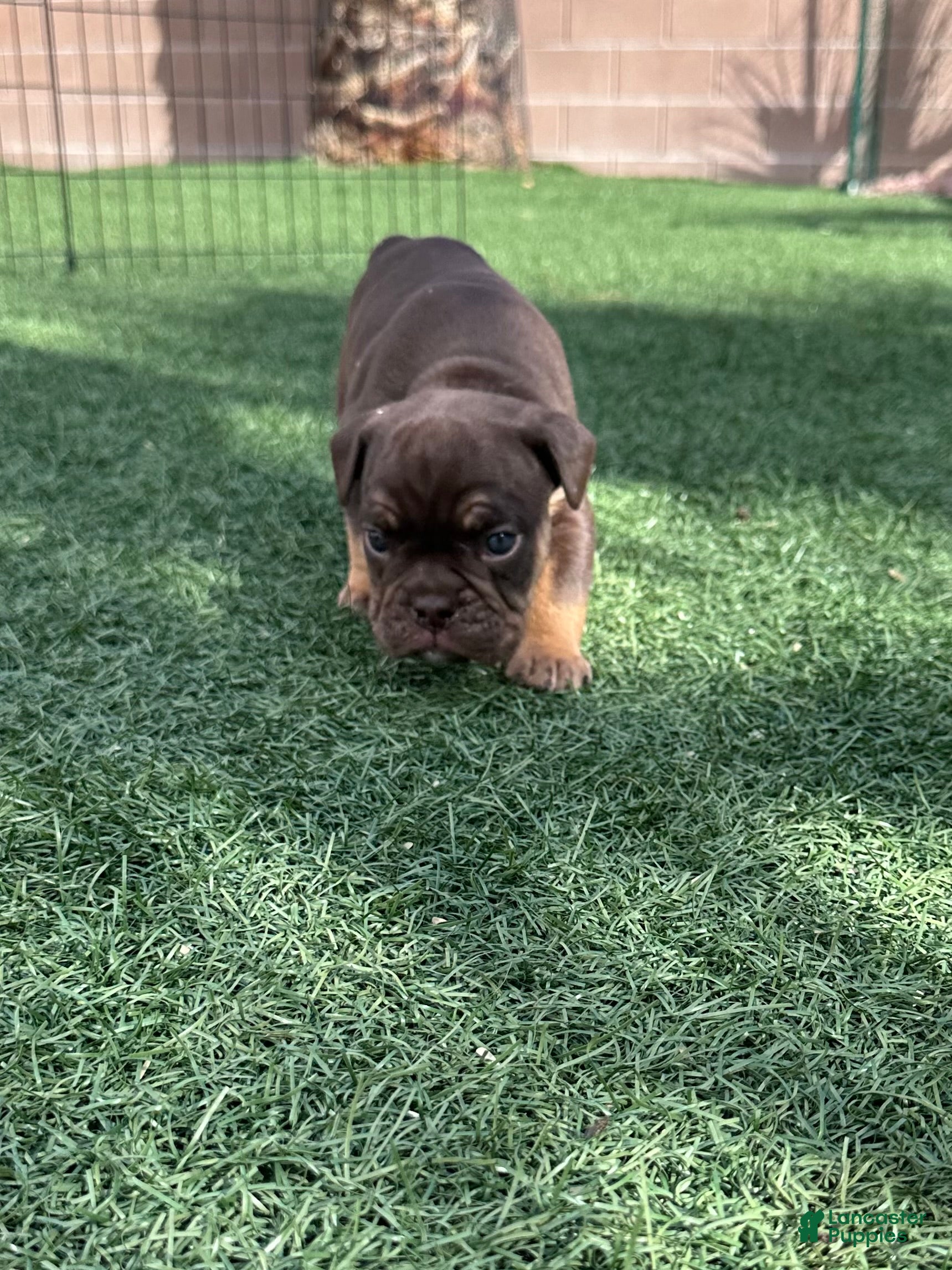 English Bulldog dogs Apollo  - Ad 1