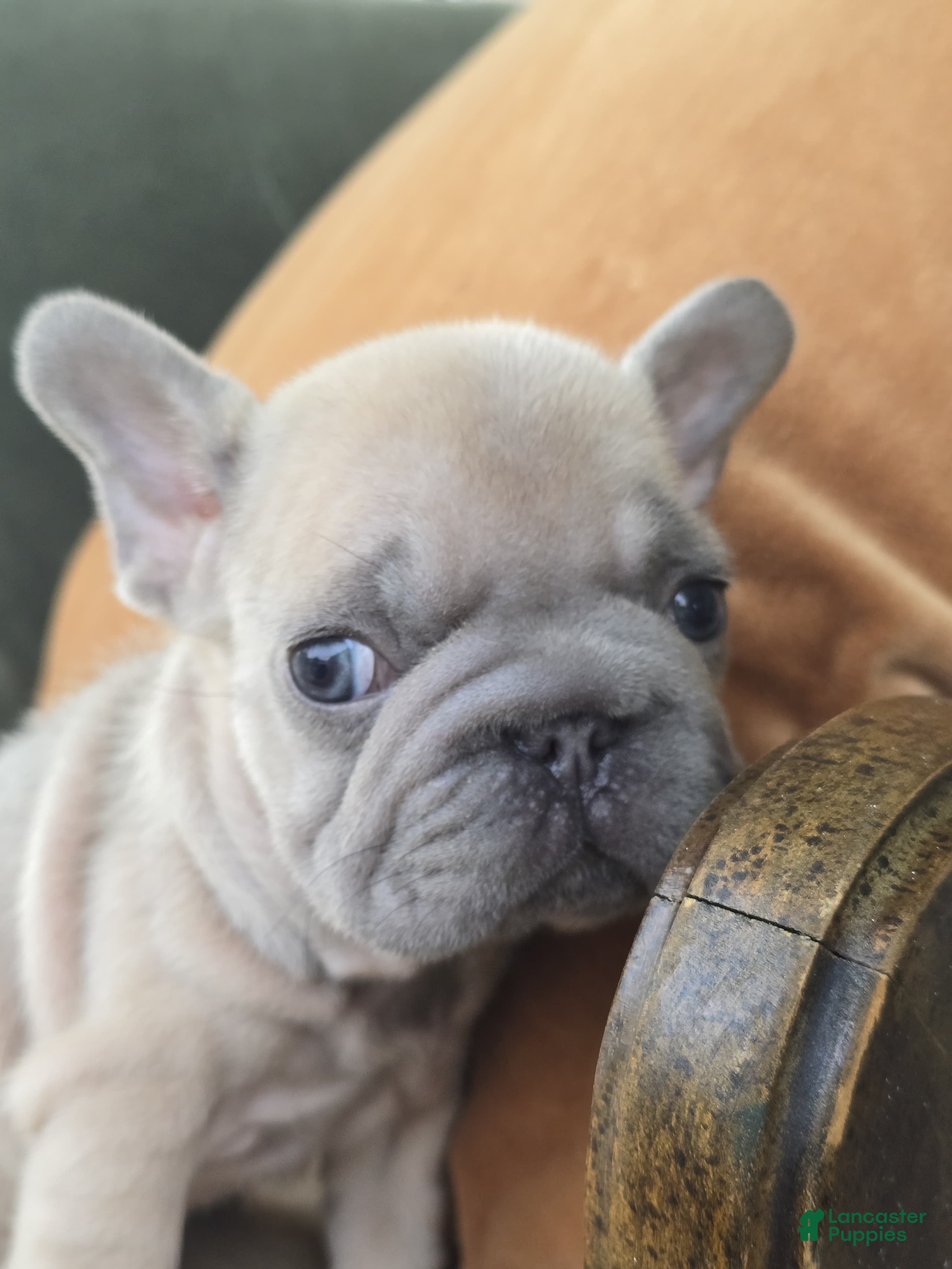 French Bulldog dogs Ozzy - Ad 2