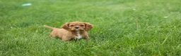 Cavalier King Charles Spaniel dogs for sale: Mocha 🐶✨ - Ad 12