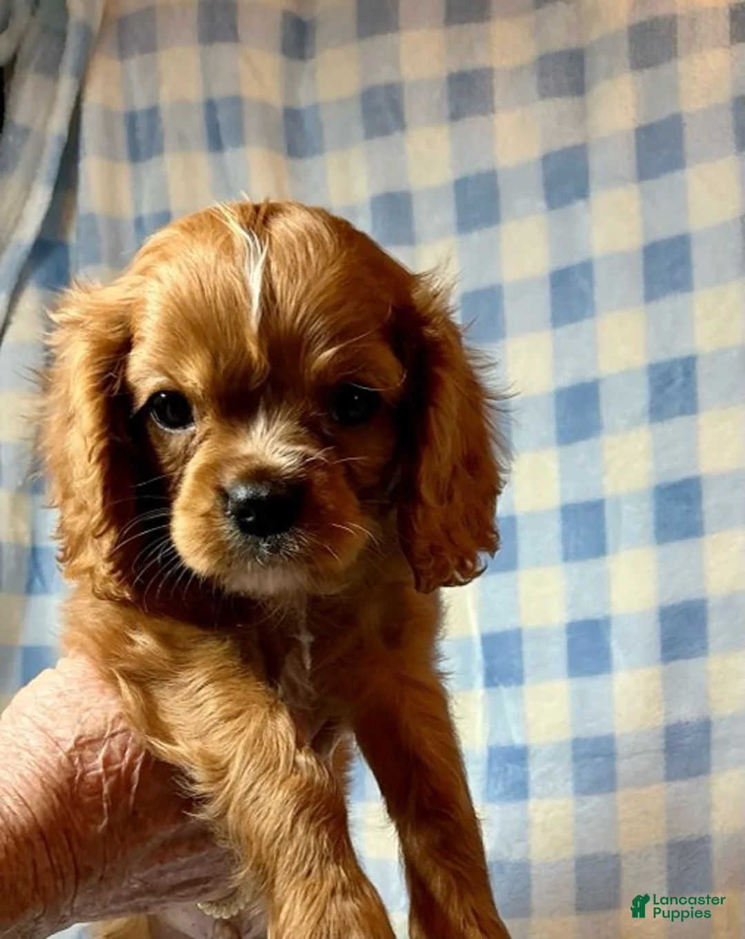 Cavapoo dogs for sale: Sundance - Ad 3