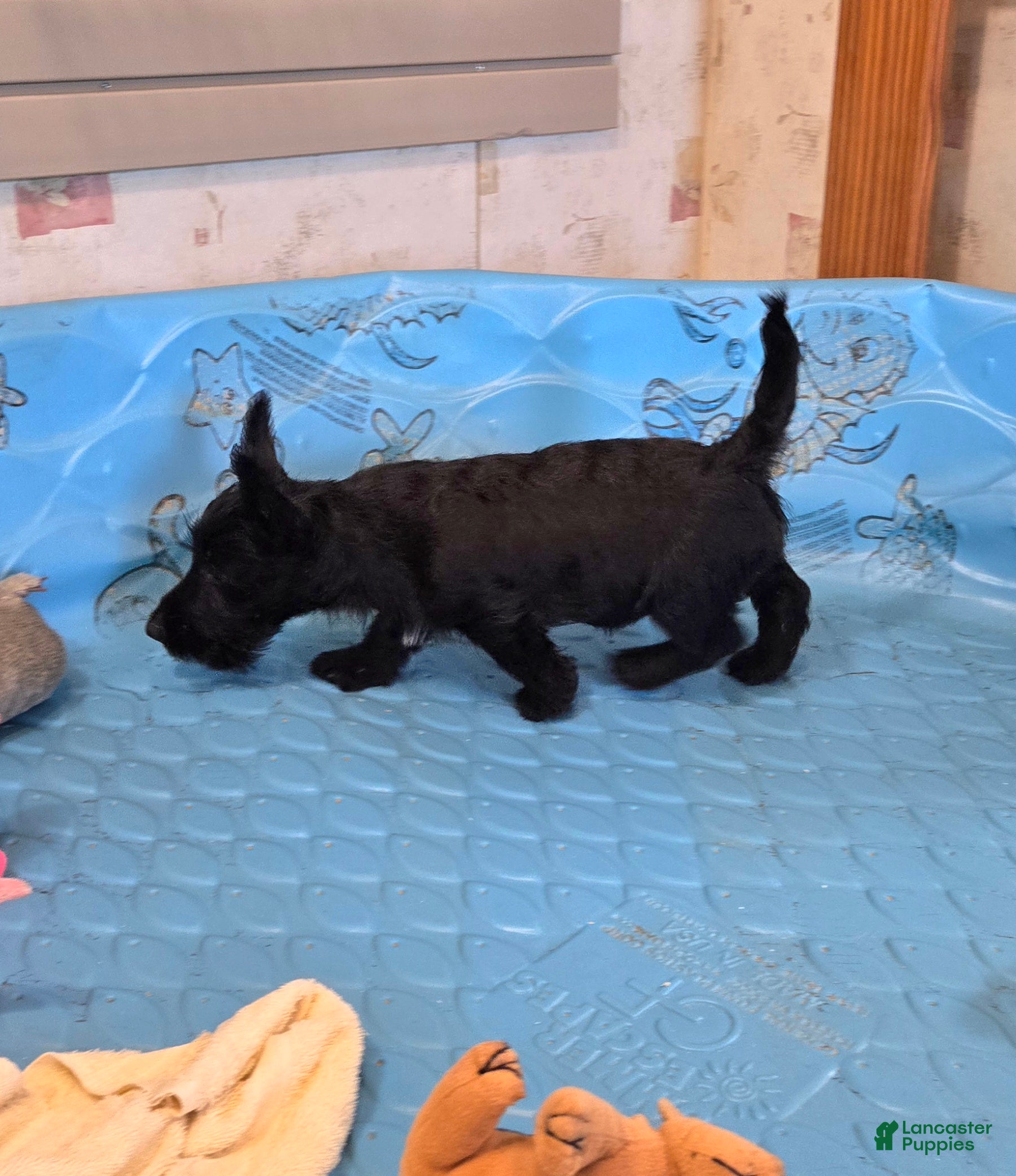 Scottish Terrier dogs for sale: Orpha - Ad 4