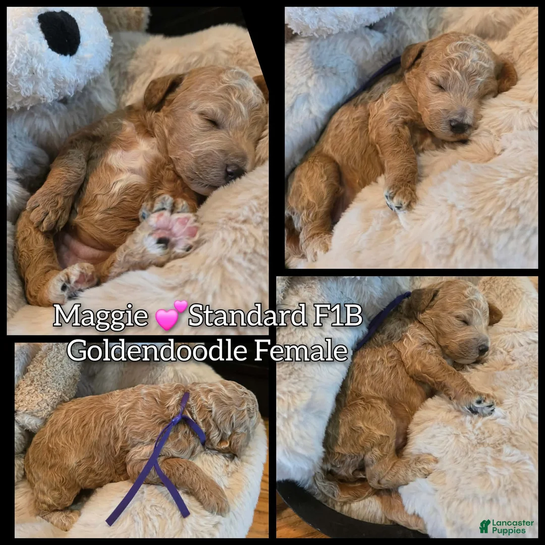 Goldendoodle dogs for sale: Maggie  - Ad 3
