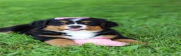 Bernese Mountain Dog dogs for sale: Suzie - Ad 3