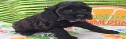 Cockapoo dogs for sale: Tinkerbell - Ad 7