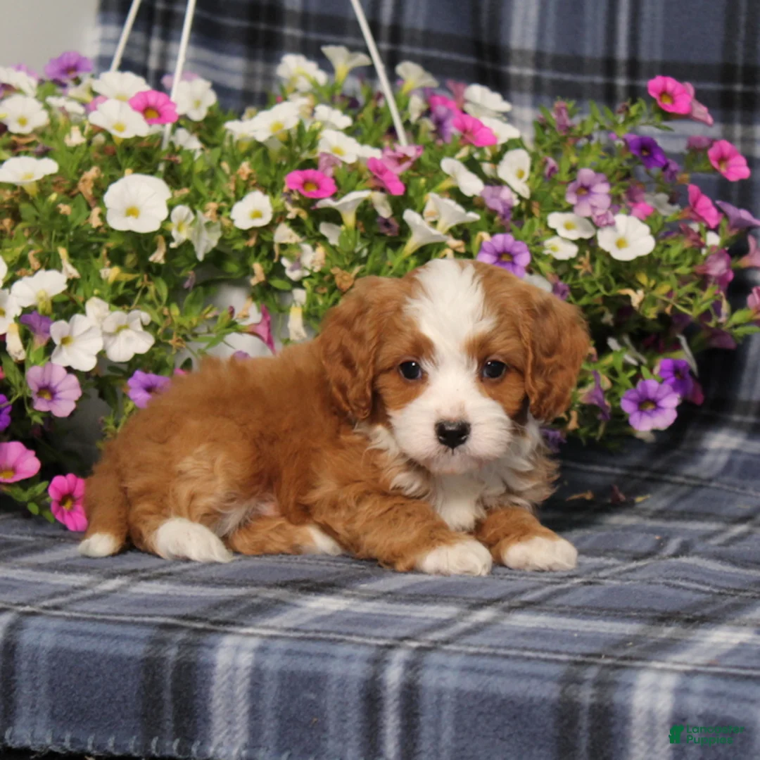 Cavapoo dogs for sale: BJs Wayne - Ad 2