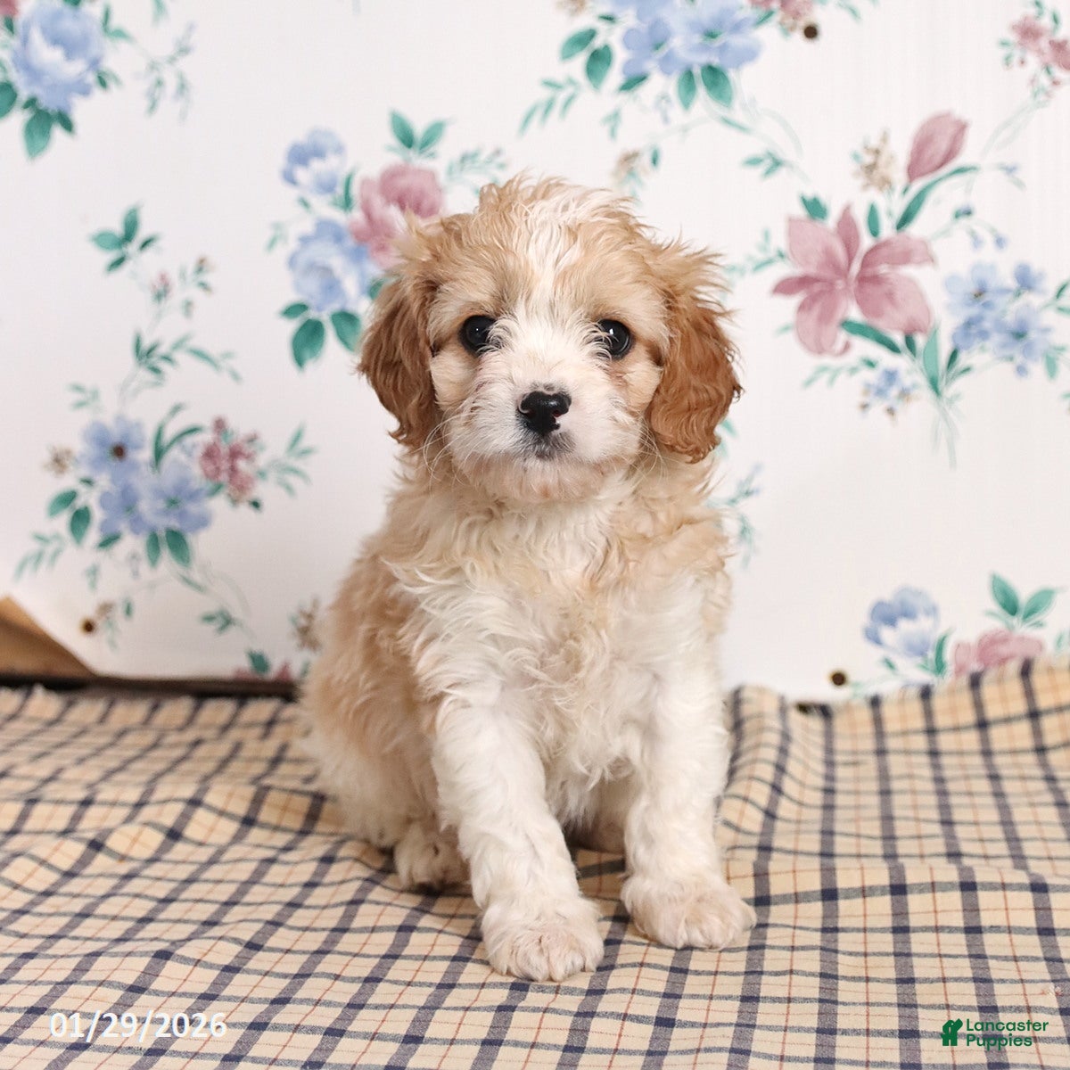 Cavapoo dogs Pete - Ad 9